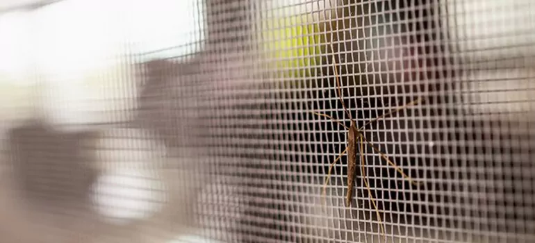 Repair Mosquito Mesh For Windows in Santa Clara, CA